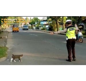 So Sweet, Polisi Seberangkan Kucing| Judi Online Indonesia